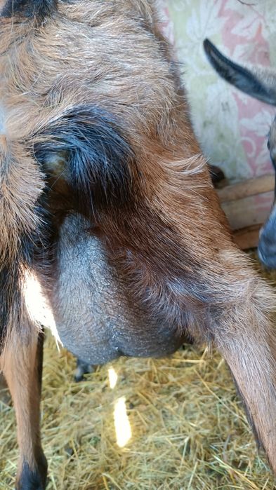 CĂPRIȚE DE VÎNZARE CU CITE 2 Ieduți și un tap