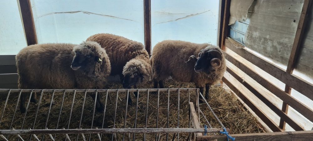 Vand Miei .oi.si  3 berbeci