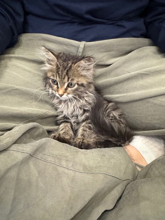 Котенок 2 месяца мальчик метис