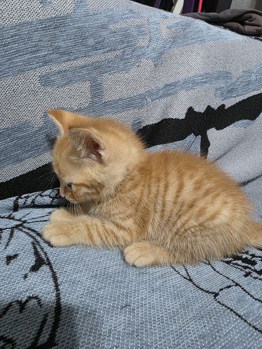 Котята отдам в хорошие руки