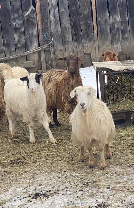 De vânzare doi berbeci și 5 capre