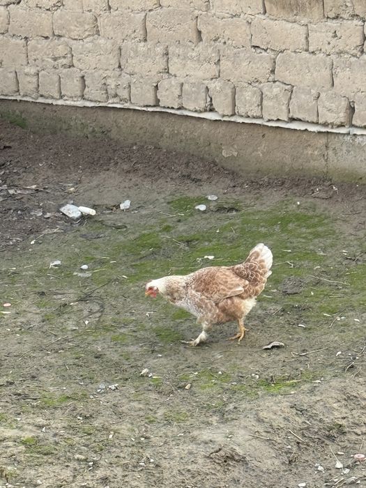 Туып тураған тауықтар