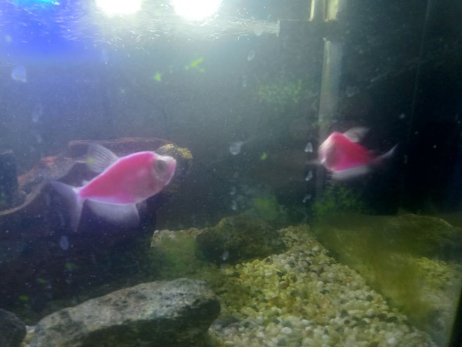 Продам корм и 3 рыбок