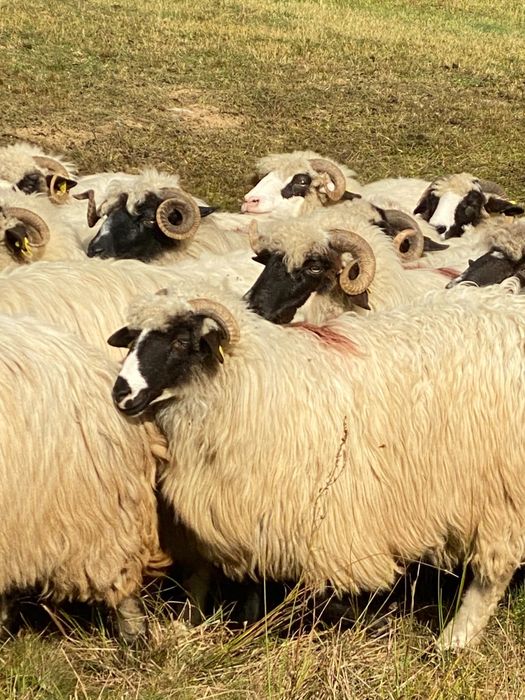 24 bucăți disponibile