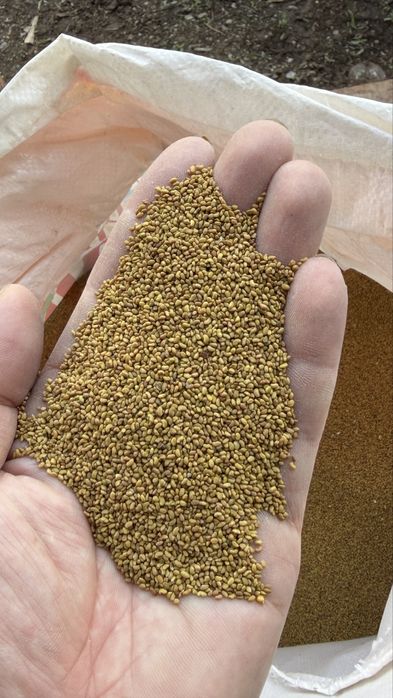 Жонышка тукым. Семена Люцерно.