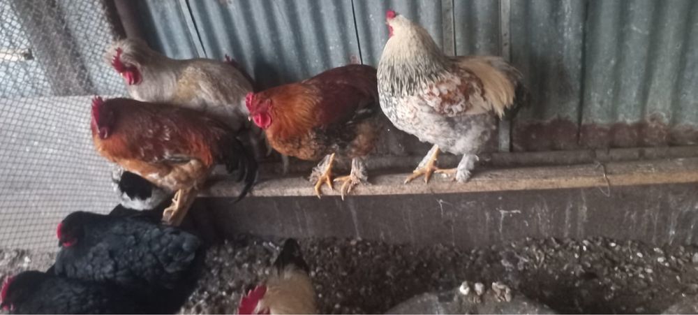 7 месячные петухи