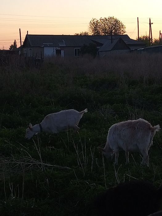 Продам молочных козочек