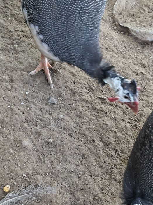 Продаются циссарки