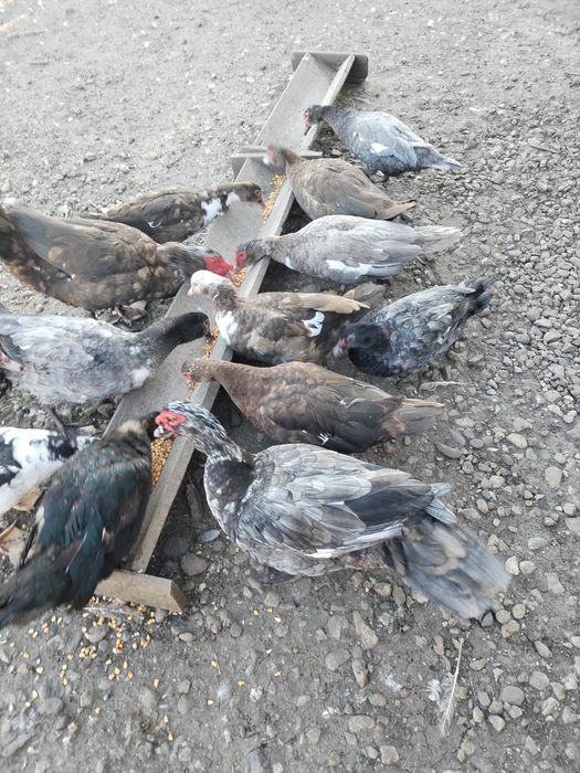 Rațe leșești ( mute)