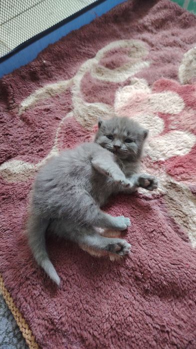 Кошка Шатланские. Умненькие