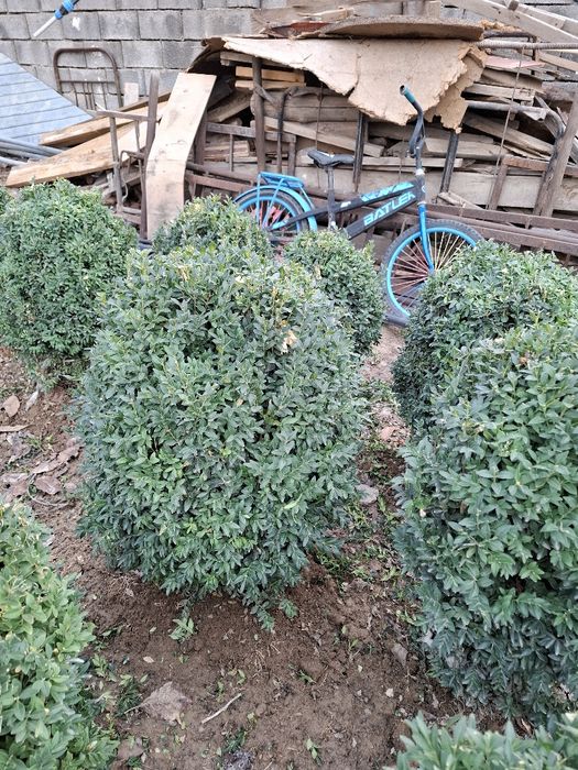 Шамшит сатылады самал 3