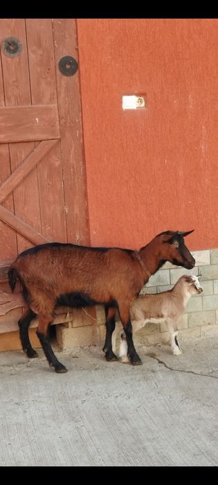 Capra alpina franceză la prima fatare