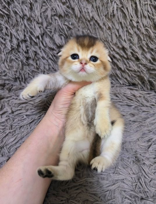 Котята от правильной вязки