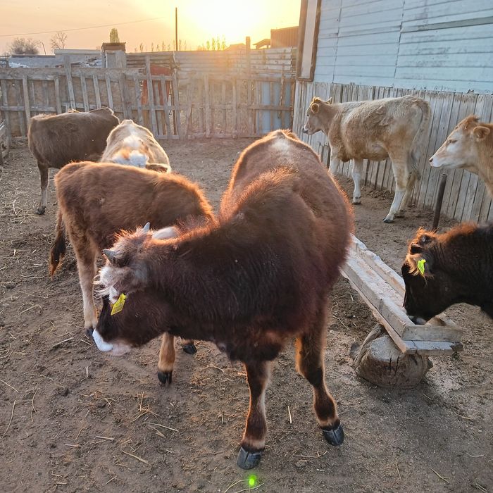 Тана кунажын. Телка