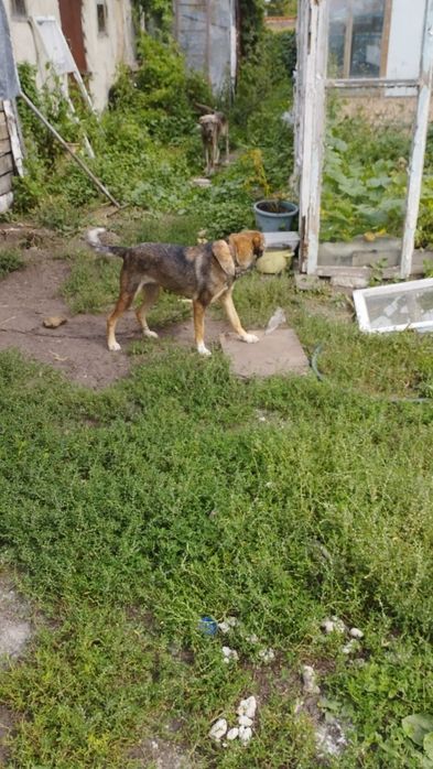 Хочу отдать собачку каторая сидит на цепи.