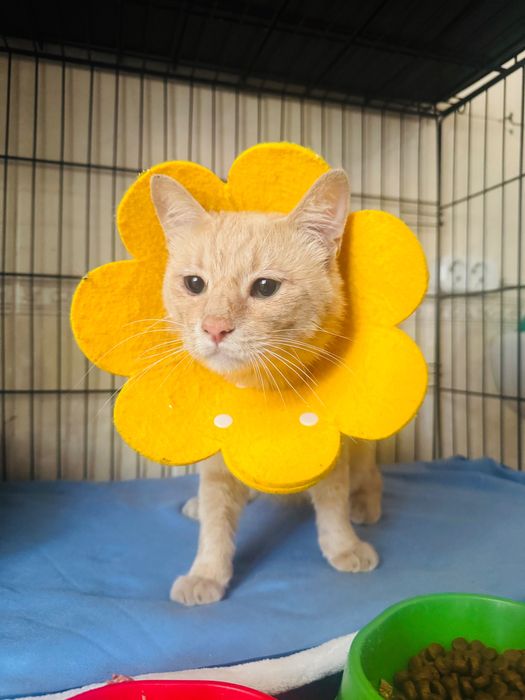 Разговорчивый и поющий кот