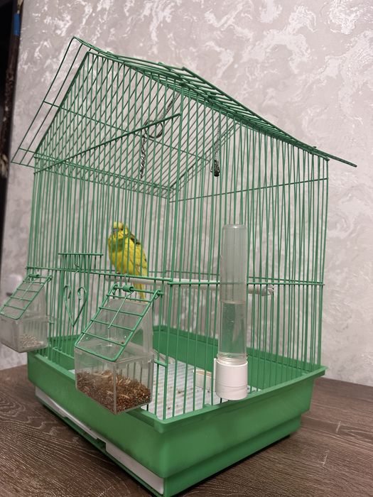 Продаю Попугай Кешу