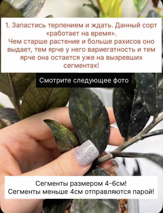 Замиокулькас акебоно вариегатный