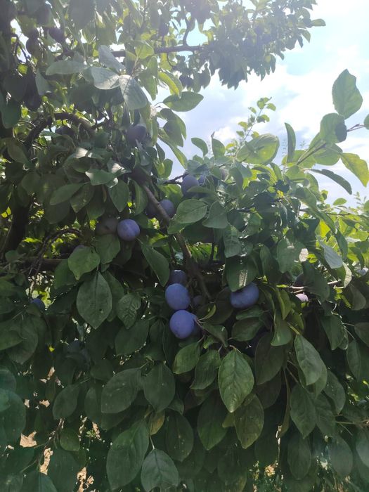 Vand prune Centenar