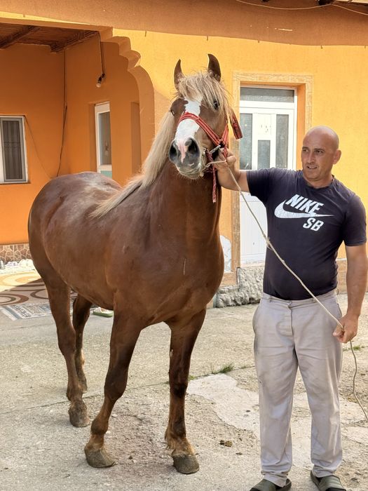 Vand carlan in varsta de un an jumatate