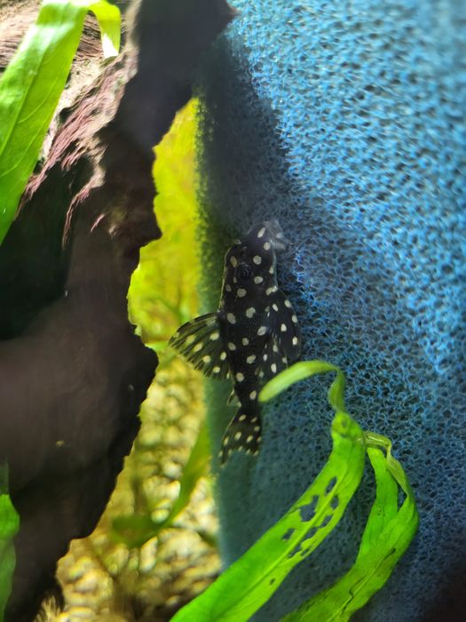 Vând peștii de acvariu