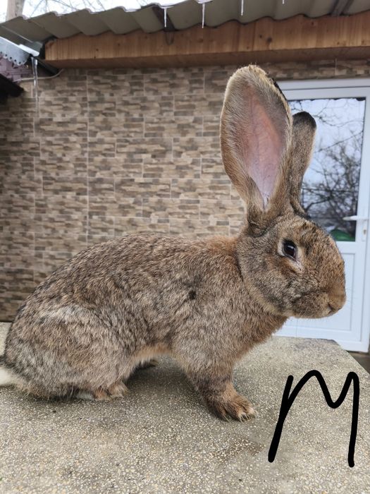 Iepuri uriaș german