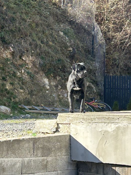 Hexi femela Cane Corso