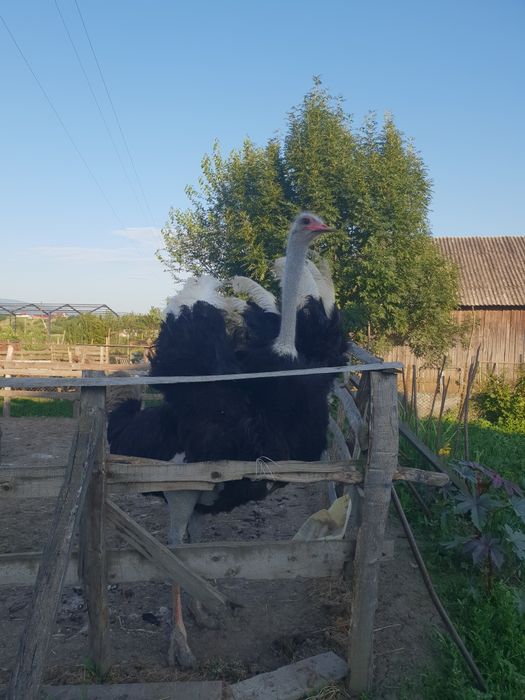 Vad familie de struți