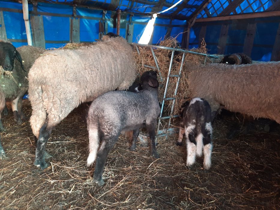 Vând  catabase sârbești  11 oi un berbec și 7 miei