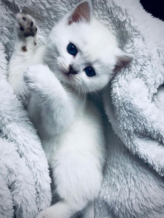 Шикарные котятки шиншилятки