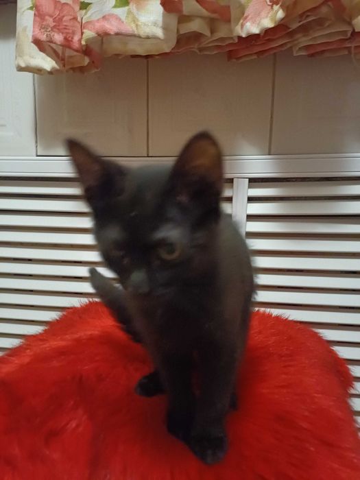 Отдам котенка в добрые руки
