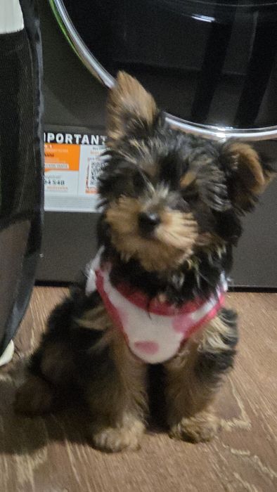 Женско Мини Йорки на 2 месеца – с две ваксини