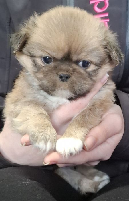 Сладки пекинези.