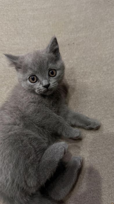 Pisica British Shorthair