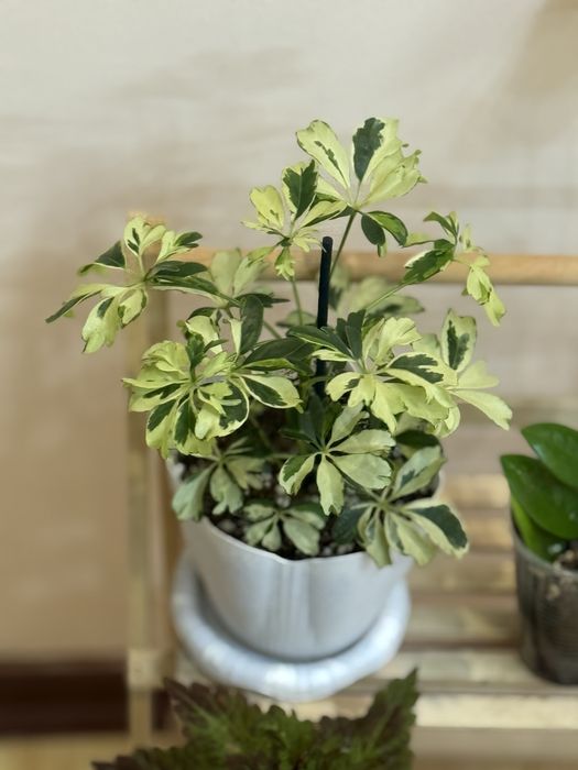 Набор из 6 цветов