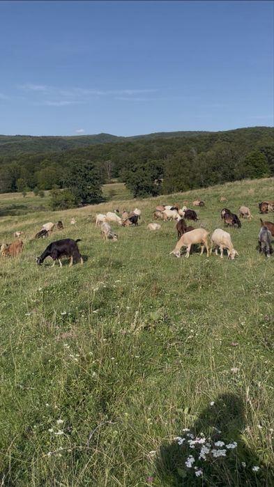 Capre de vâzare,100 de bucăți sunt foarte bune de lapte,500 lei bucata