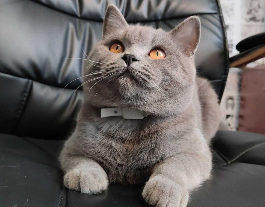 Красавец кот скотиш страйт на вязку