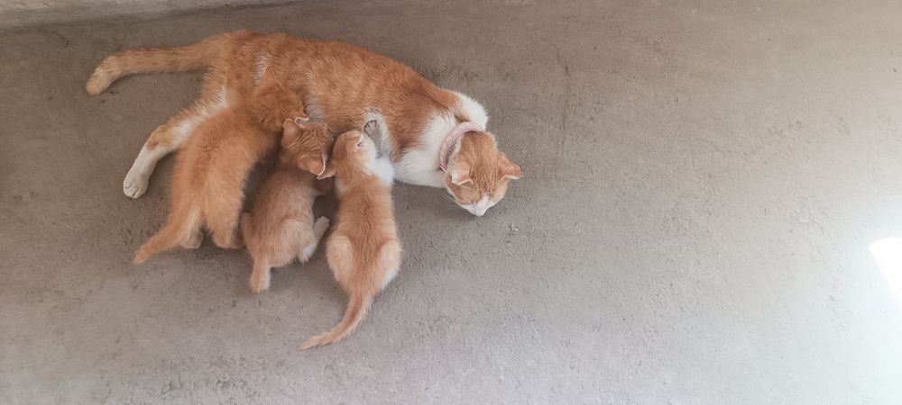 Ona bola mushuklar beriladi