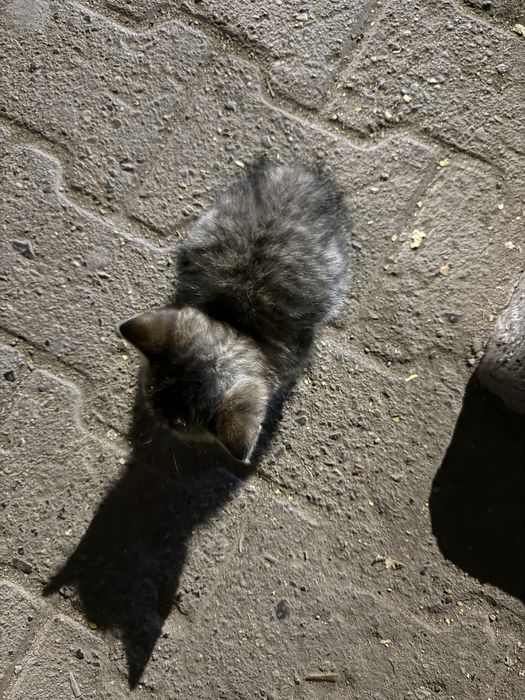 Котенка в добрые руки