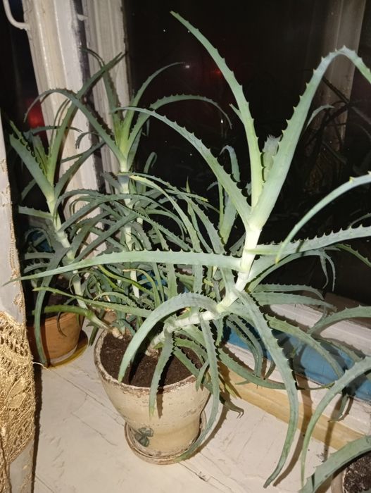 Продам алоэ лечебный