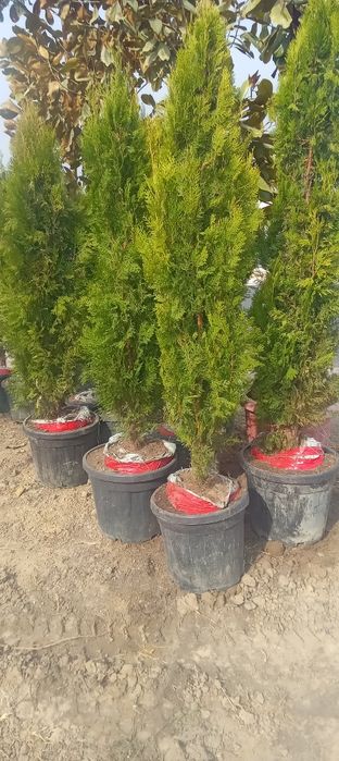 Barcha turdagi manzara va mevali