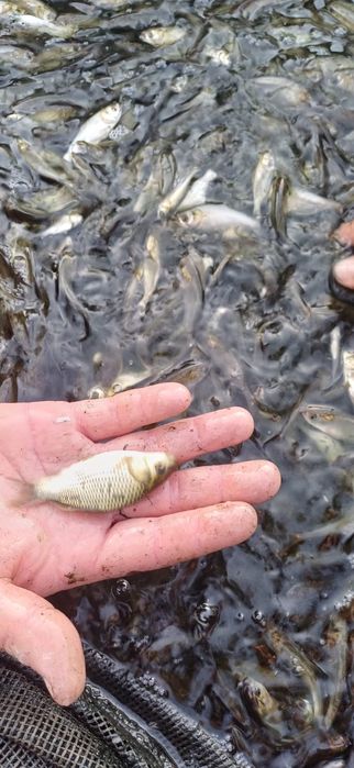 Малёк толстолоб, карп ,сазан