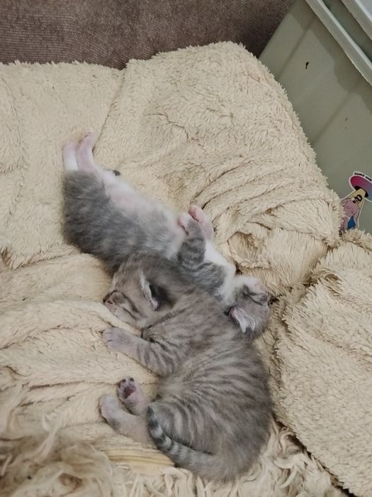 Вислоухие котятки - бронь!!!