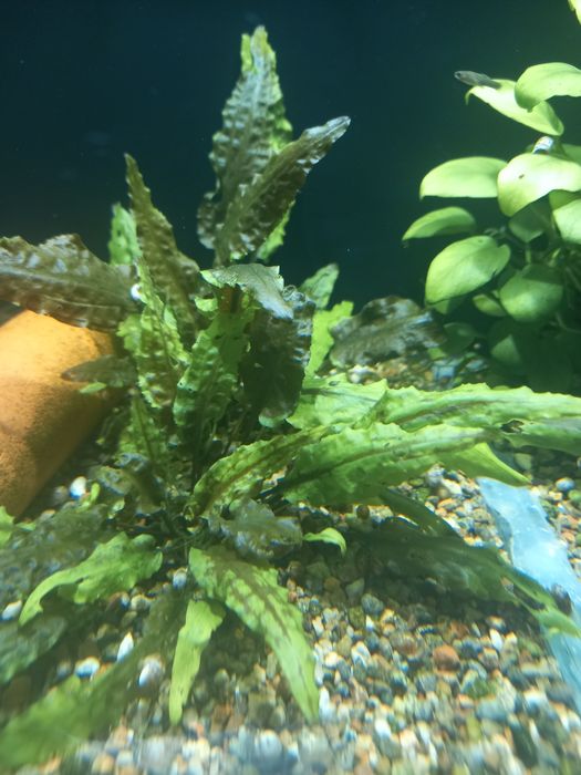 Криптокорина Вендта