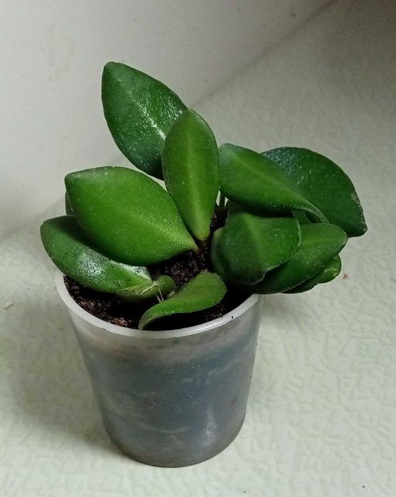 Продам. Hoya Tsangii . Редкий , коллекционный  сорт.