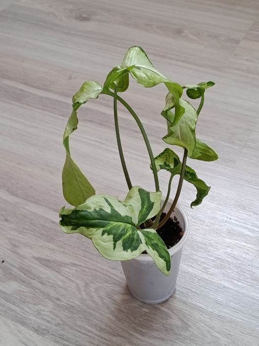 Комнатные цветы в продаже