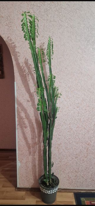 Молочай треугольный
