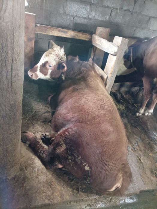 Бычки на продажу