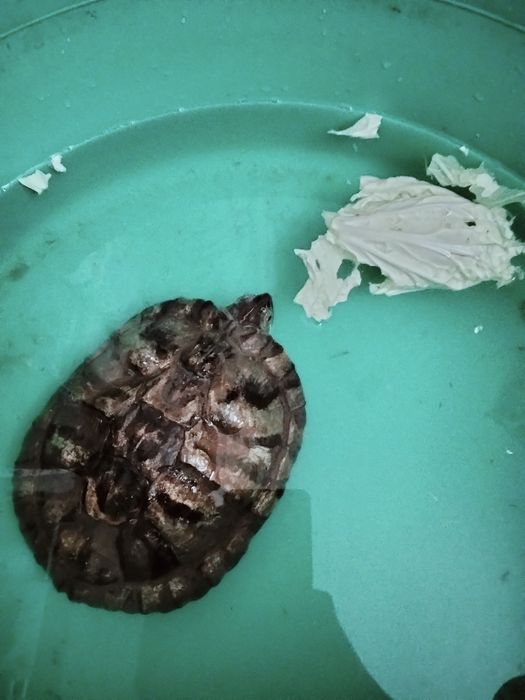 Черепаха пресноводная красноухая