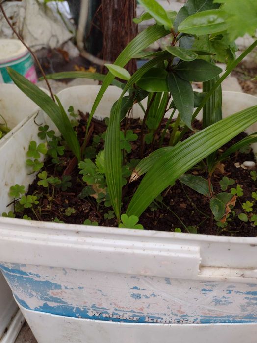 Промоция  : Трапикарпус -издържа до минус 22 градуса .